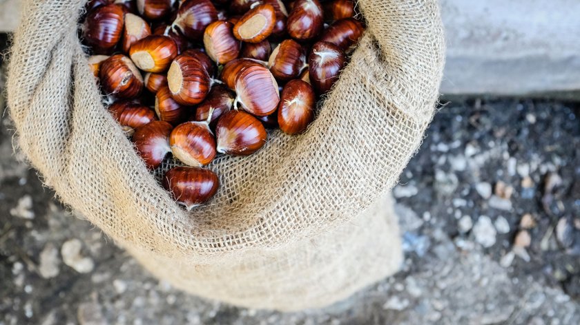 “Kastanienherz” Castagne marroni in sacco di iuta sul terreno