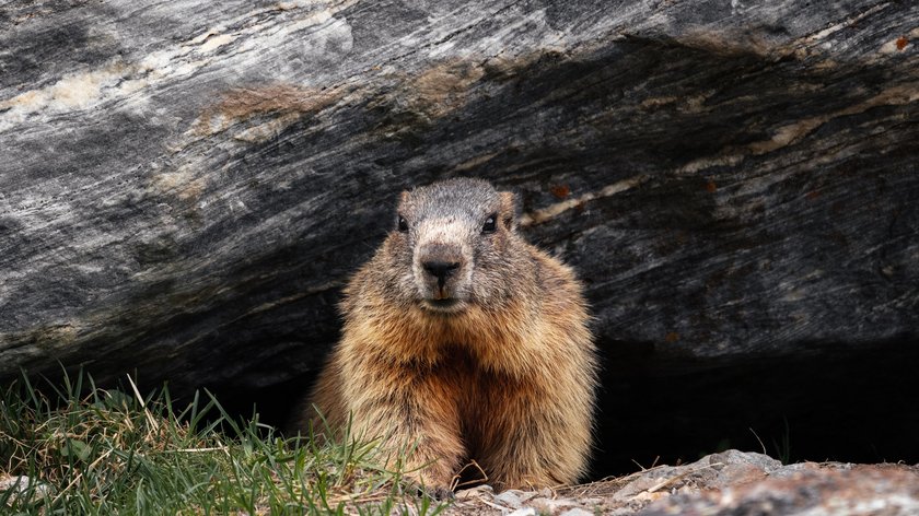 Gli abitanti della montagna Marmotta che esce dalla tana tra rocce e erba