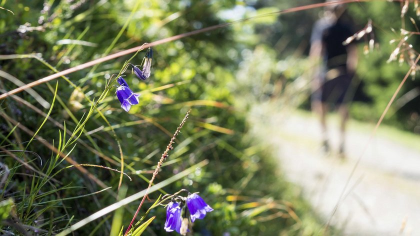 Gudruns Tipp für den Sommer Blauer Glockenblumenstrauch am Wegrand mit Wanderer unscharf im Hintergrund