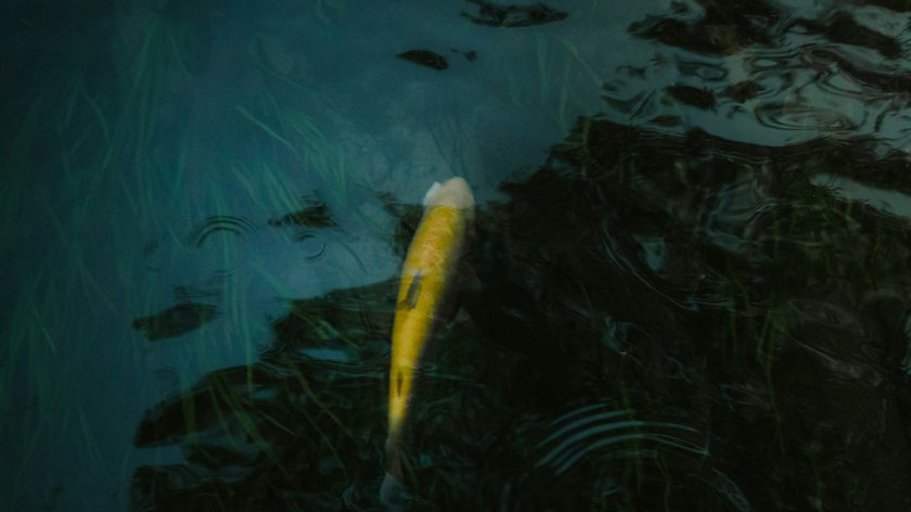 Von See zu See in Ridnaun Gelber Koi-Karpfen schwimmt in dunklem Wasser