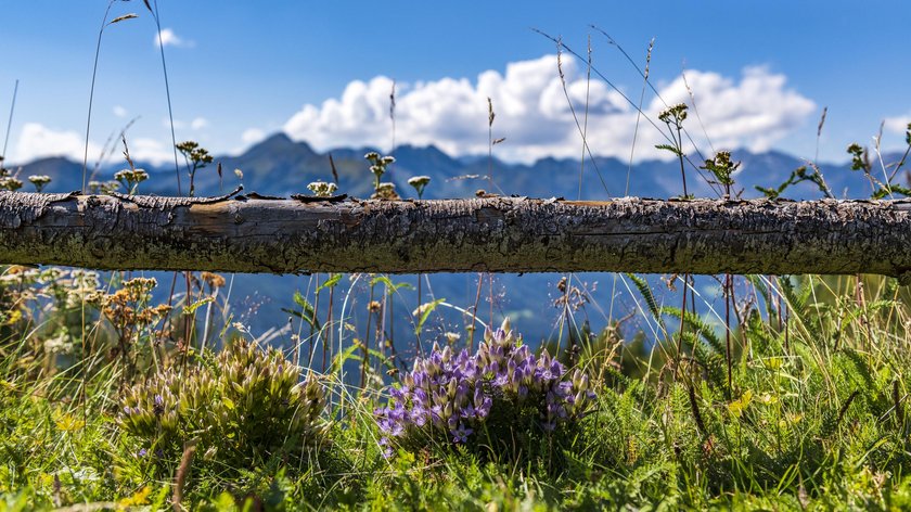Gudrun entdeckt: Bergkräuter aus dem Pflerschtal Blühende Alpenblumen vor Holzstange mit Bergen und blauem Himmel im Hintergrund